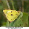 colias hyale male1